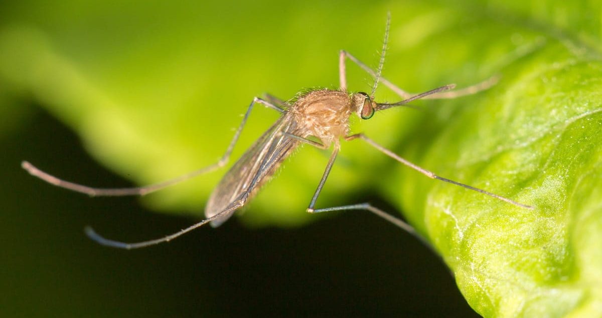 Malaria w tropikach. Czy powinnismy się obawiać
